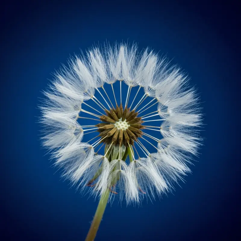 ערכת הארות והצללות למתחילות עם מברשות איפור