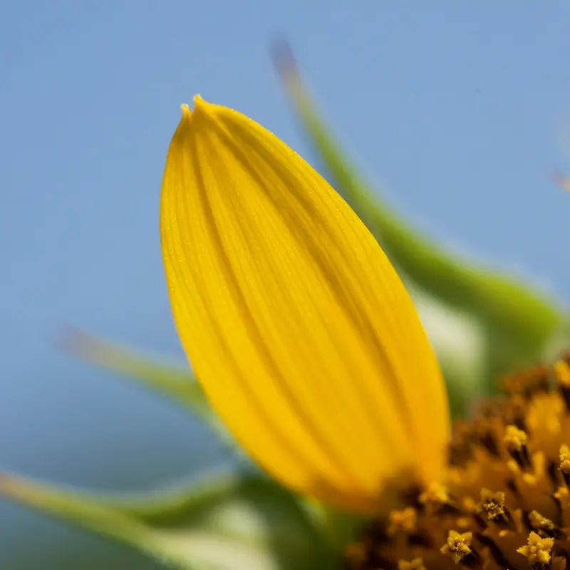 קערה קטנה של פילינג שפתיים ביתי עם כפית